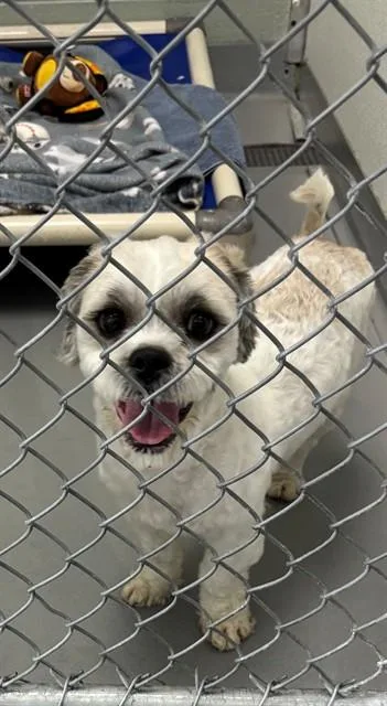 An adult small-sized male Shih Tzu dog named Kirby for adoption in Geneva, IL