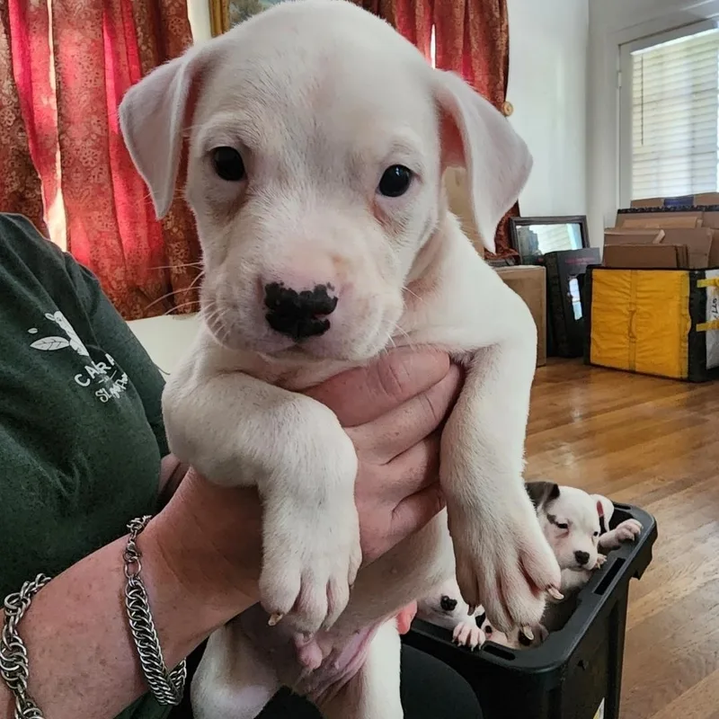 A baby medium-sized male White / Cream American Staffordshire Terrier dog named Boy for adoption in Colonial Heights, VA