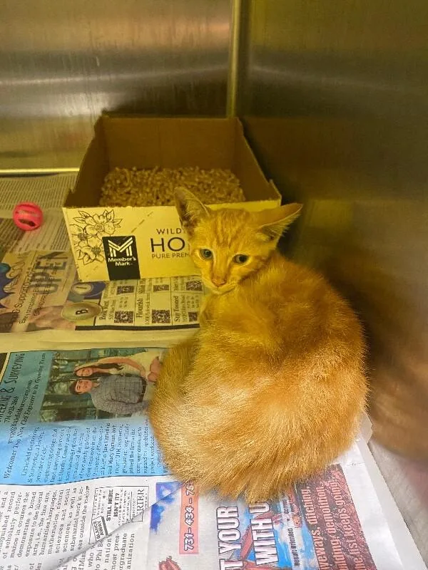A young medium-sized male Tabby (Orange / Red) Domestic Short Hair cat named Papaya for adoption in Jackson, TN