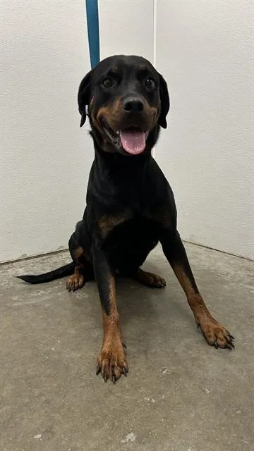 An adult large-sized female Rottweiler dog named Darling for adoption in Rosenberg, TX