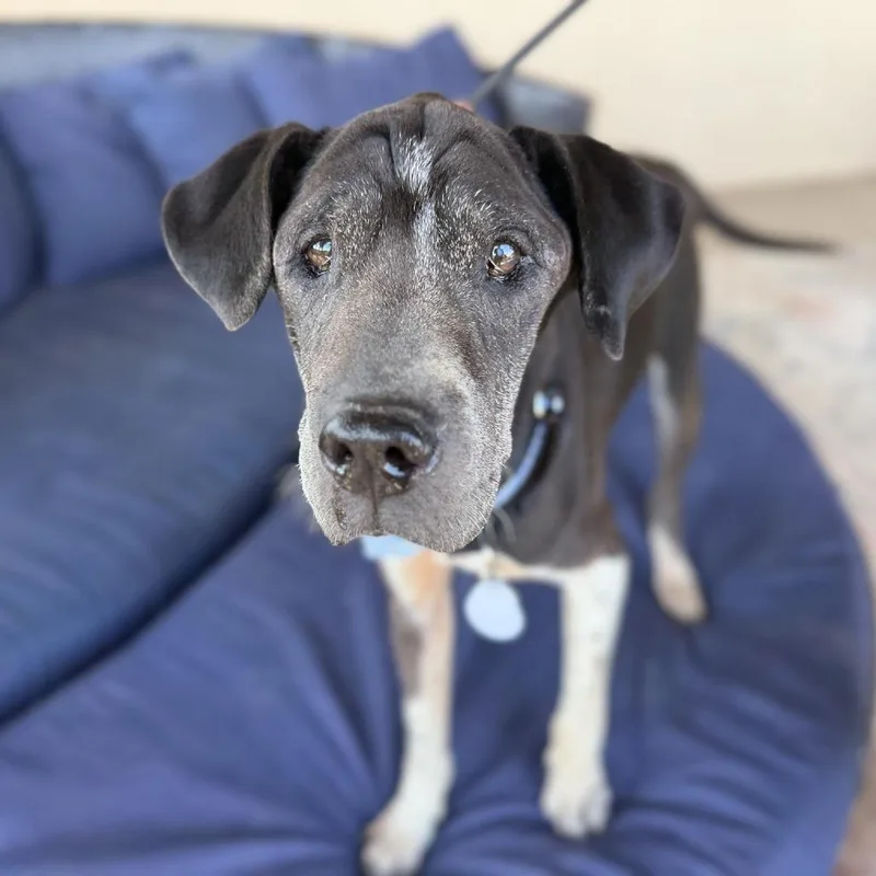 A senior medium-sized male Black Labrador Retriever dog named Socrates for adoption in Ramona, CA