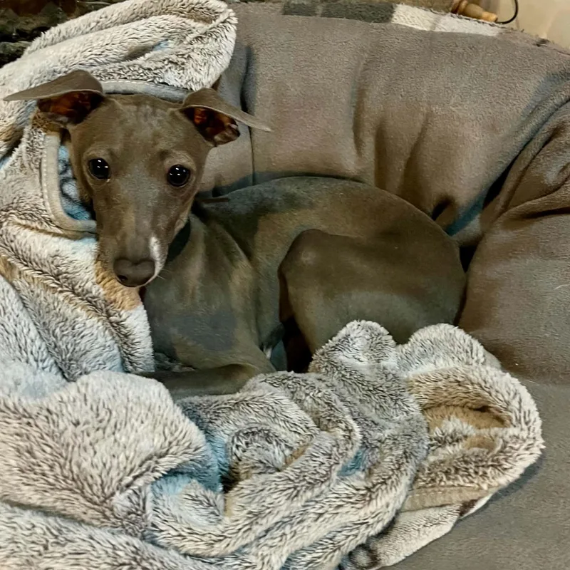 An adult small-sized male Gray / Blue / Silver Italian Greyhound dog named Alfie for adoption in Edgewater, MD