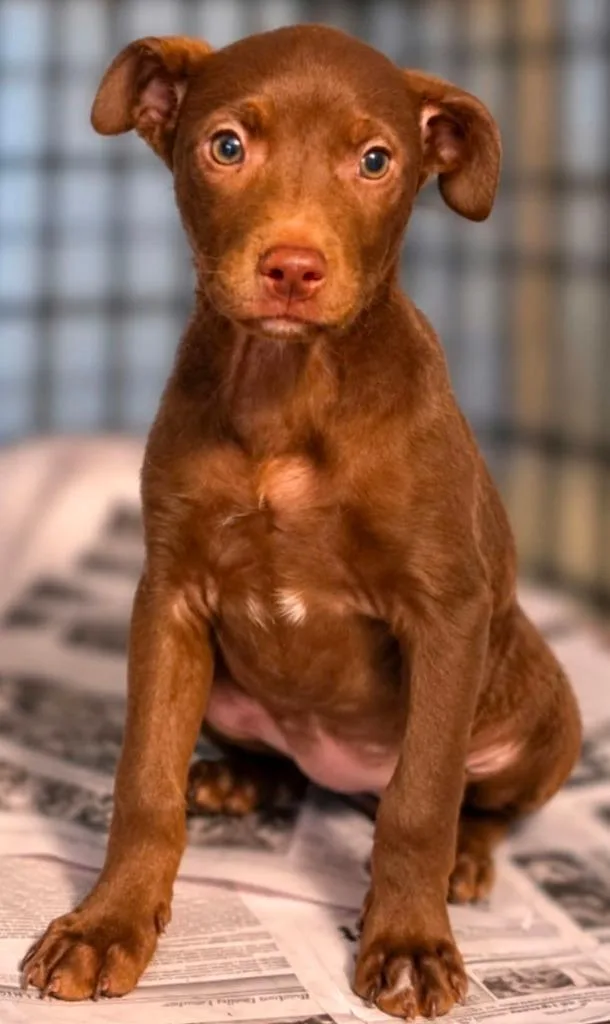 A baby medium-sized female Hound dog named Lurlene Netherland for adoption in El Dorado, AR