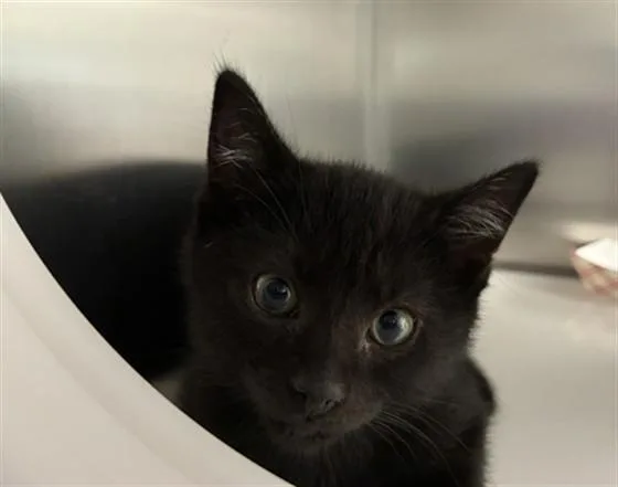 A baby small-sized male Domestic Short Hair cat named Seal for adoption in Naples, FL