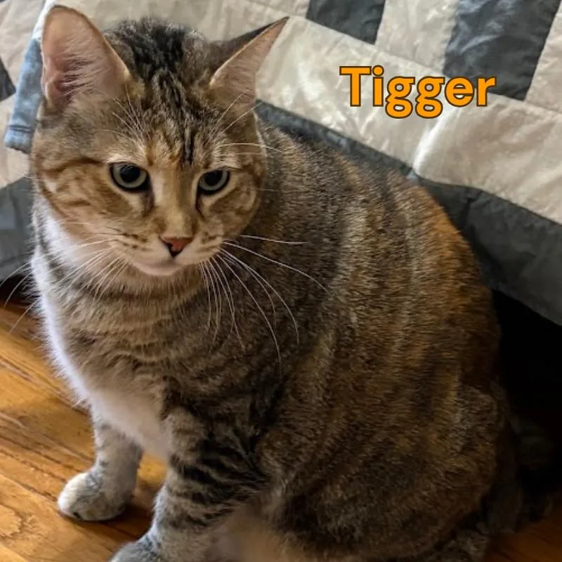 An adult extra large-sized female American Shorthair cat named Tigger for adoption in Oak Ridge, TN