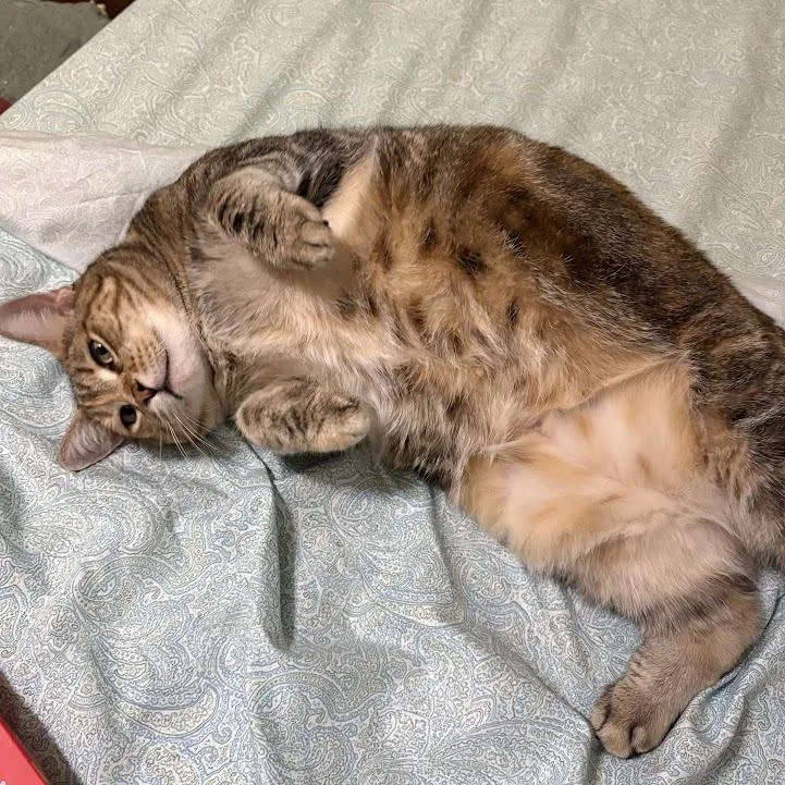 Tigger thumbnail 2