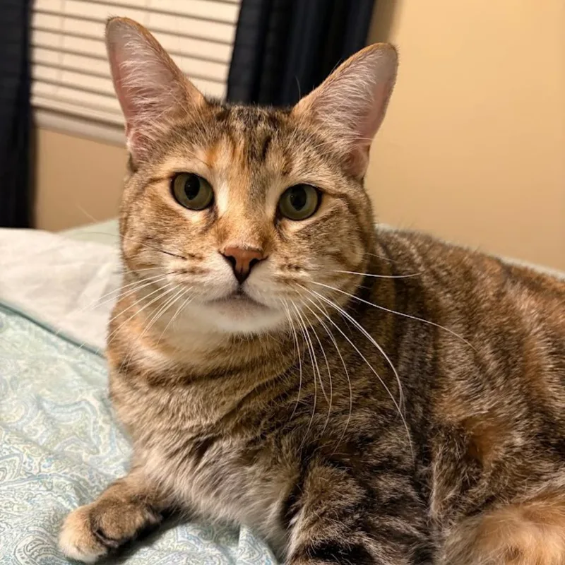 Tigger thumbnail 3