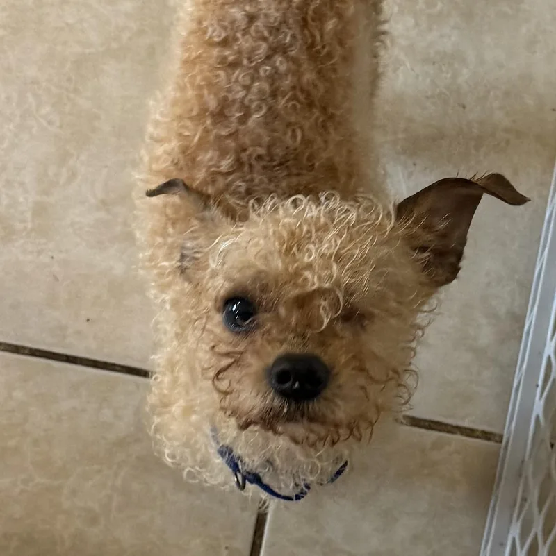 Ollie