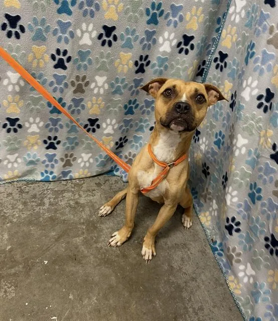 A young small-sized female Boxer dog named Pancake for adoption in Rosenberg, TX
