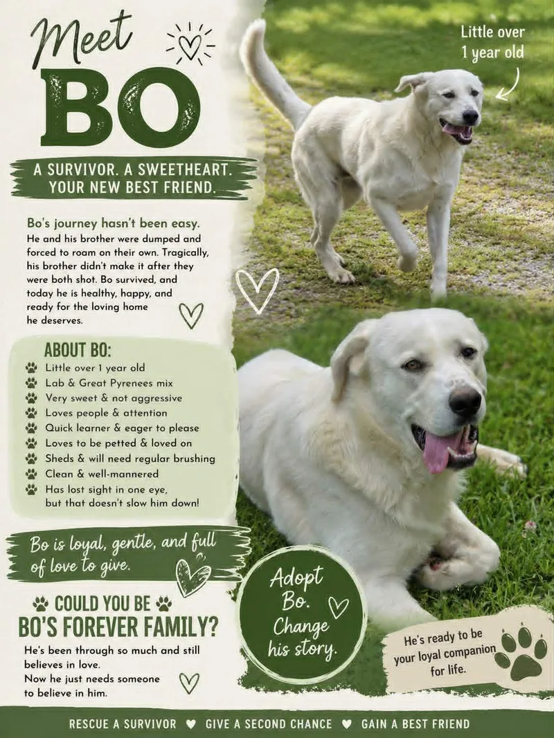 Bo
