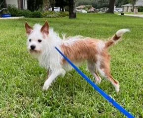 A young small-sized female White / Cream Terrier dog named Daisy for adoption in Longwood, FL