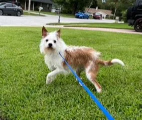 Daisy thumbnail 2