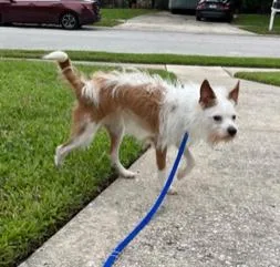 Daisy thumbnail 6