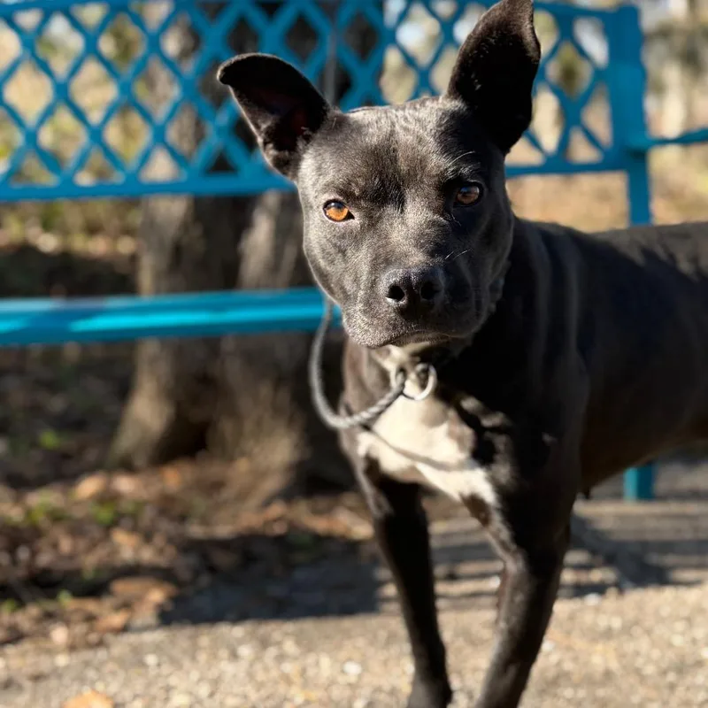 Shutter Stock thumbnail 2