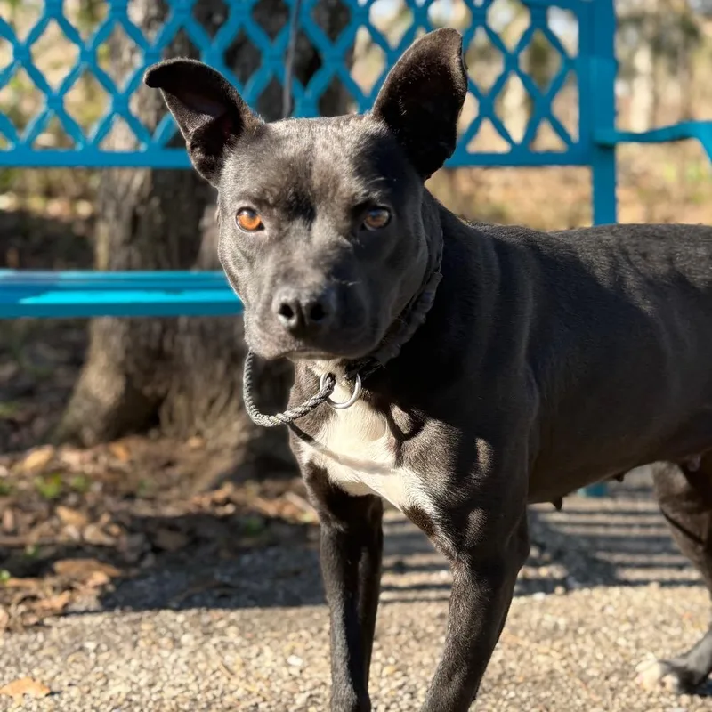 Shutter Stock thumbnail 4