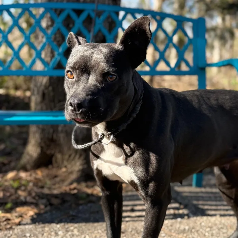 Shutter Stock thumbnail 5