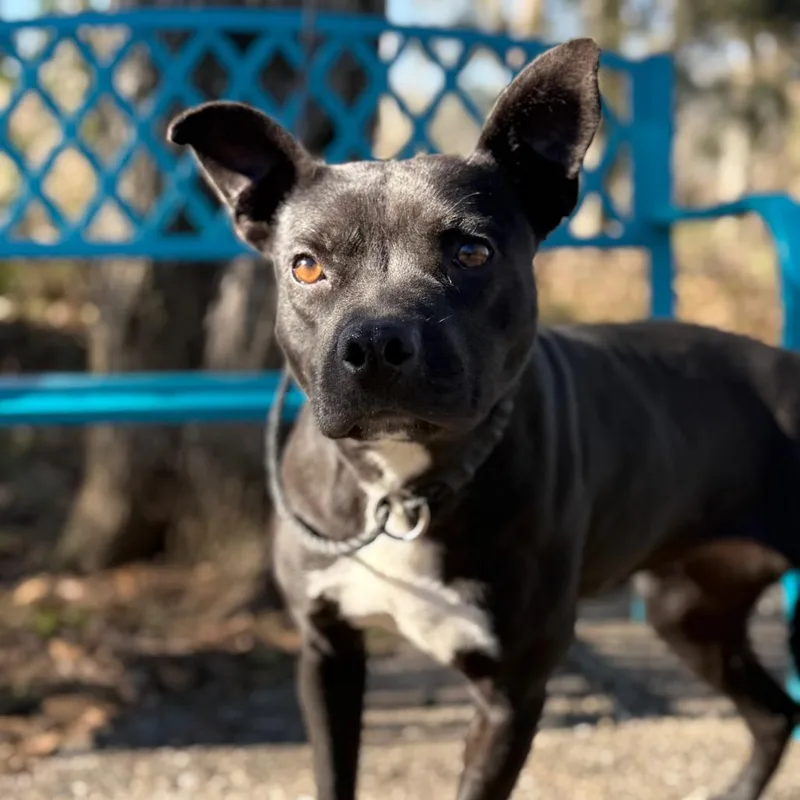 Shutter Stock thumbnail 6