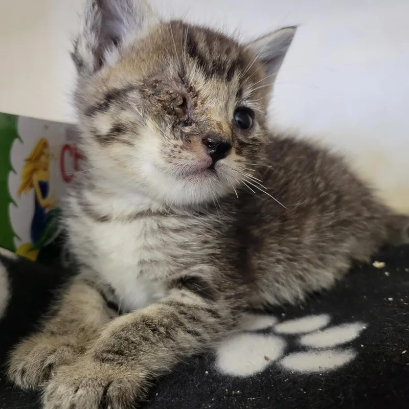 A baby small-sized male Brown / Chocolate Domestic Short Hair cat named Sonny Hayes for adoption in Westminster, CA