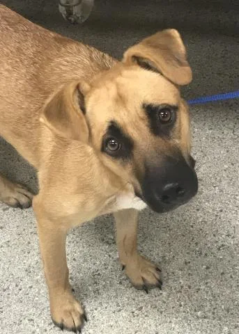 A young medium-sized female German Shepherd Dog dog named Teeva for adoption in Conroe, TX