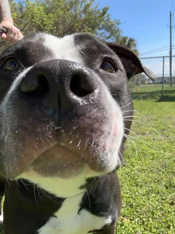 An adult large-sized male Mixed Breed dog named Stuart for adoption in Melbourne, FL