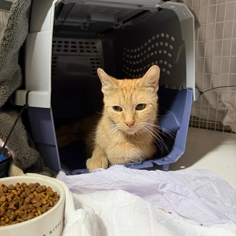 An adult medium-sized female Orange / Red Domestic Short Hair cat named Summit for adoption in Middle Village, NY