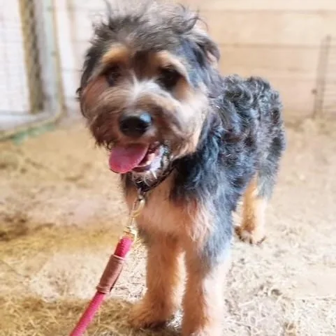 A young medium-sized male Apricot / Beige Welsh Terrier dog named Walter for adoption in Houston, TX