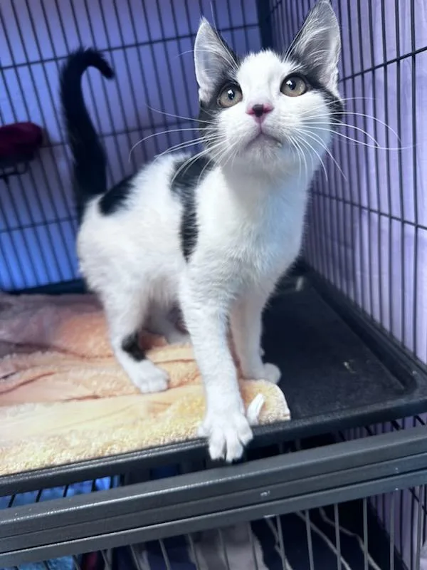 A baby medium-sized male Black & White / Tuxedo Domestic Short Hair cat named Caraxes for adoption in Clayton, NJ