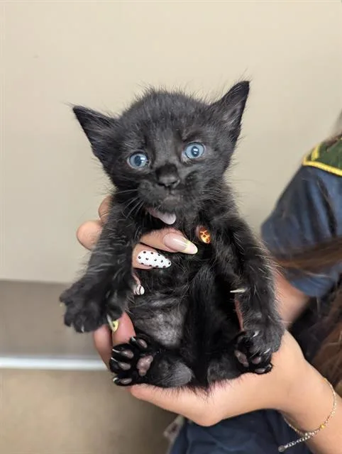 A baby small-sized male Domestic Short Hair cat named Wolf for adoption in Sacramento, CA