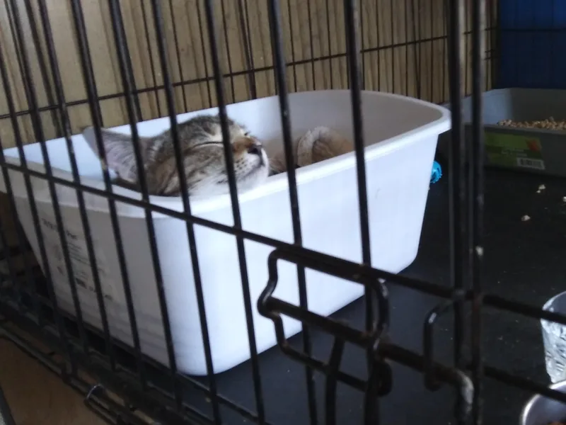 A young medium-sized female Tabby (Buff / Tan / Fawn) Domestic Short Hair cat named Maersk for adoption in Port Wentworth, GA