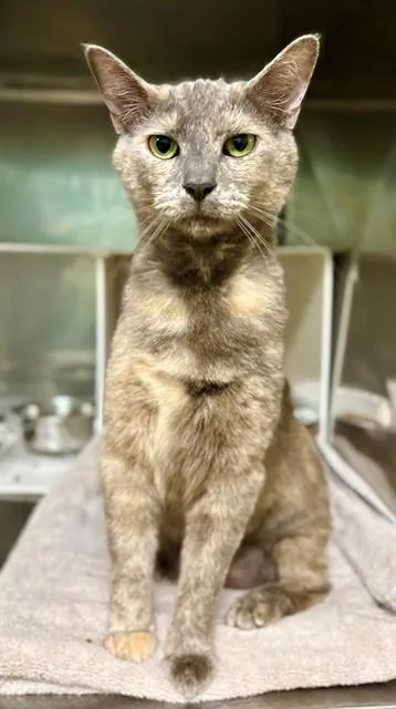 A young medium-sized female Domestic Short Hair cat named Sky for adoption in York, SC