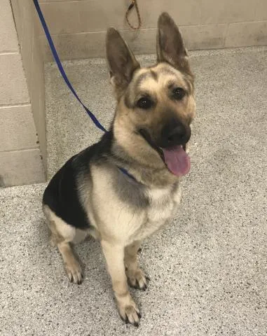 A young large-sized female German Shepherd Dog dog named Jasmine for adoption in Conroe, TX