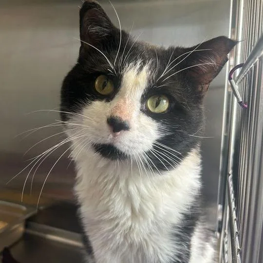 Mcpickle thumbnail 2