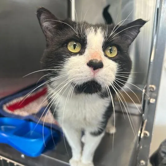 An adult large-sized male Black Domestic Short Hair cat named Mcpickle for adoption in Davenport, IA