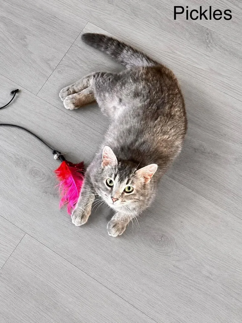 A baby medium-sized female Dilute Calico Domestic Short Hair cat named Pickles for adoption in Sisseton, SD