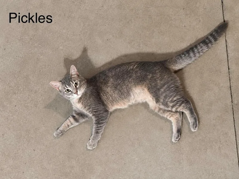 Pickles thumbnail 4
