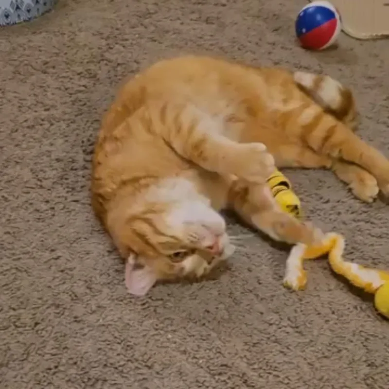 An adult large-sized male Orange / Red Domestic Short Hair cat named Magoo for adoption in Inver Grove Heights, MN