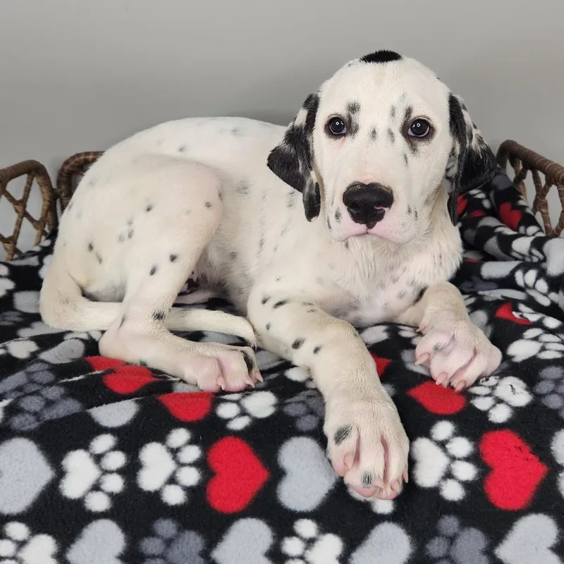 A baby medium-sized female White / Cream Dalmatian dog named Sombra for adoption in Fort Wayne, IN