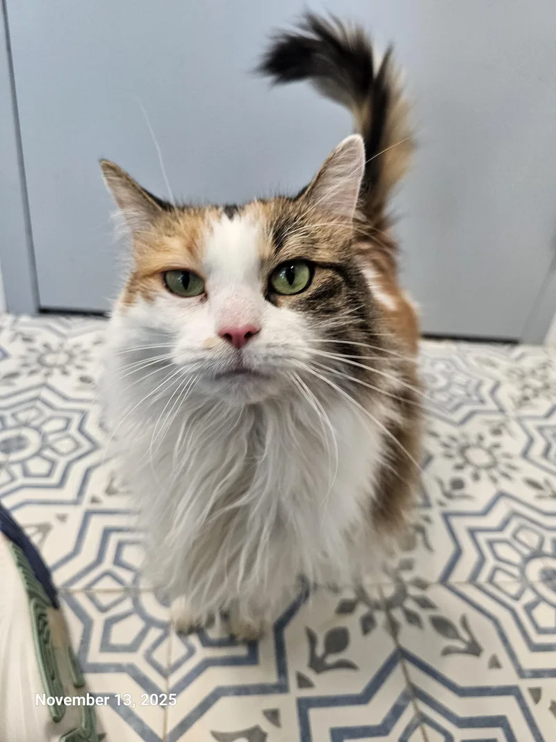 Fancy Pants thumbnail 2