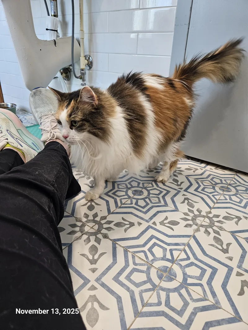 Fancy Pants thumbnail 3