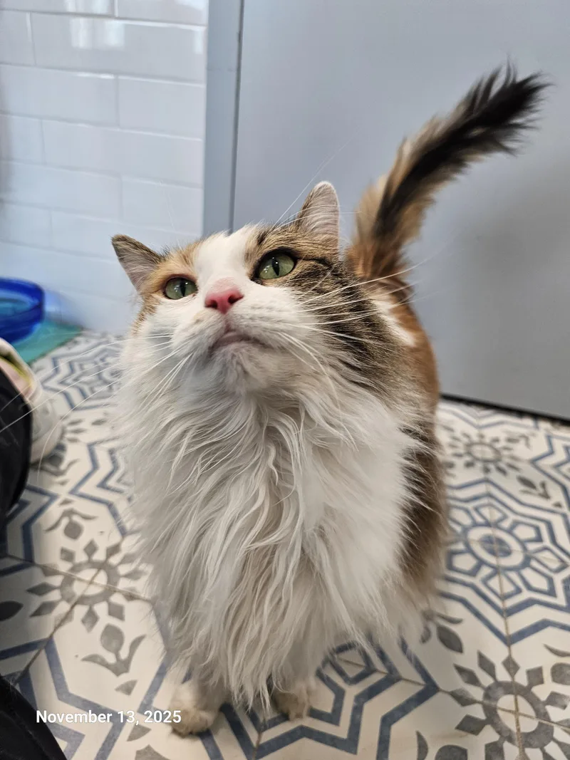 Fancy Pants thumbnail 4