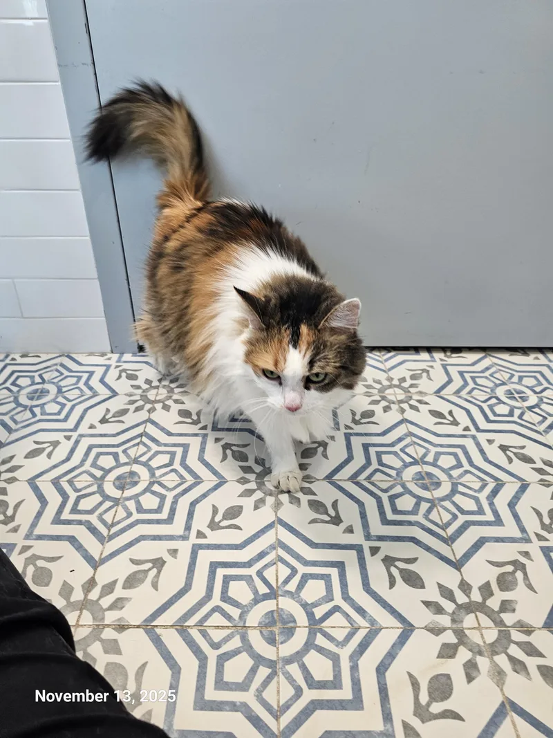 Fancy Pants thumbnail 5