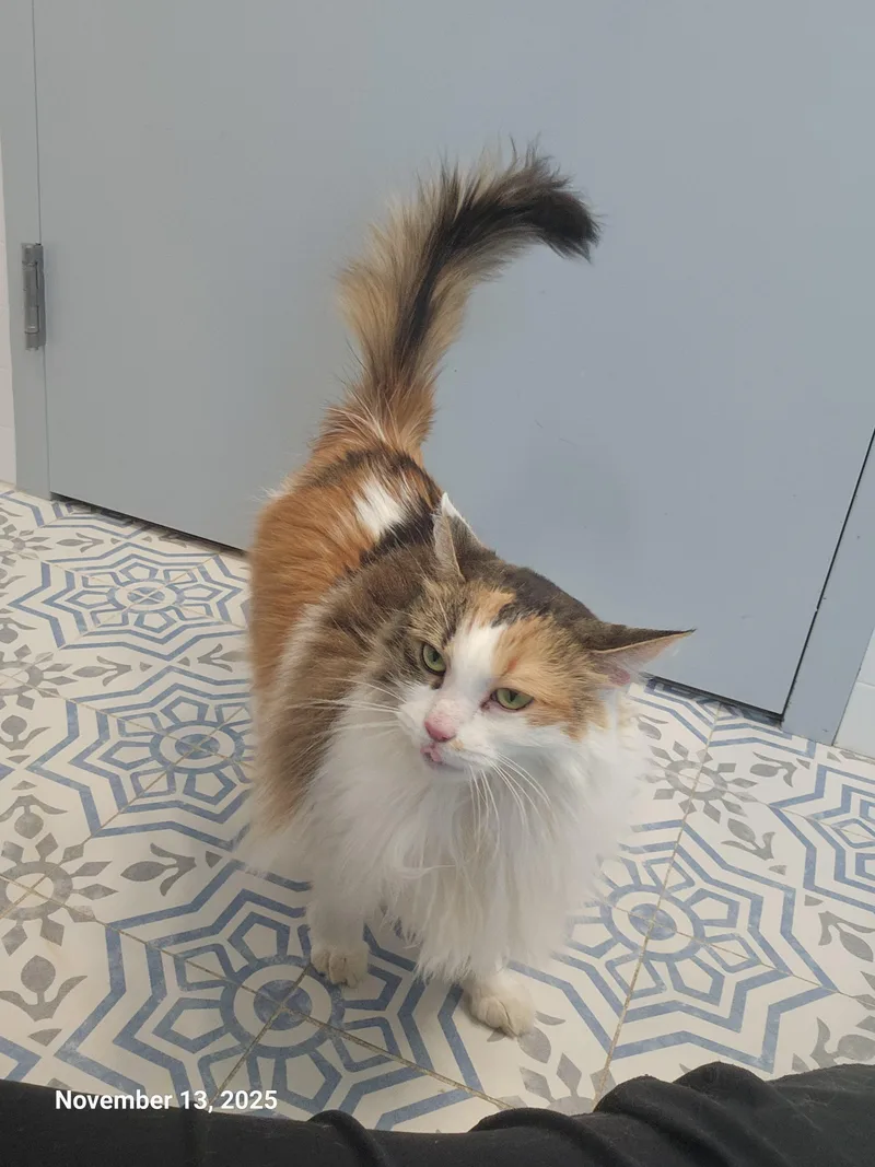 Fancy Pants thumbnail 6