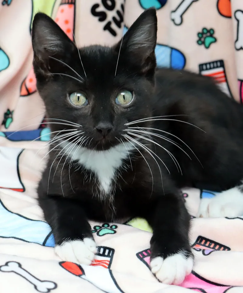A baby medium-sized male Black & White / Tuxedo Domestic Short Hair cat named Socks for adoption in Tierra Verde, FL