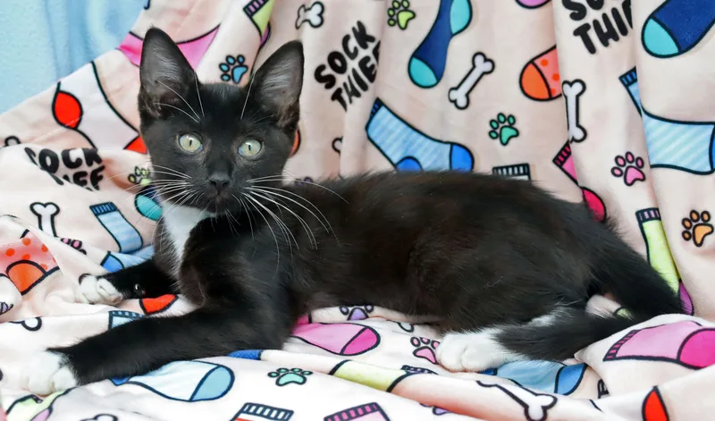 Socks thumbnail 2