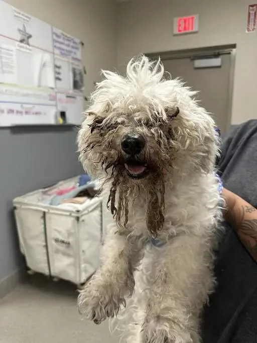A senior medium-sized male Poodle dog named Country Gravy for adoption in Las Vegas, NV