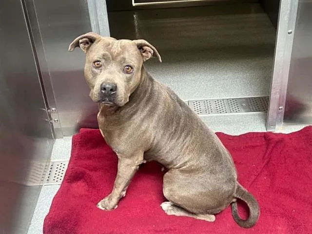 A young large-sized female Pit Bull Terrier dog named Quesadilla for adoption in Tustin, CA