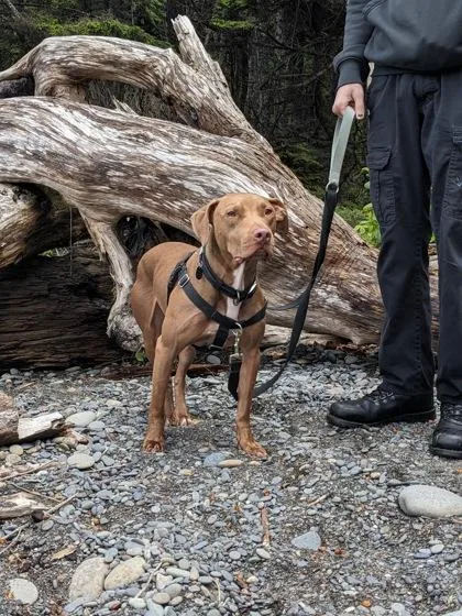 An adult large-sized male Pit Bull Terrier dog named Kutya for adoption in Seattle, WA
