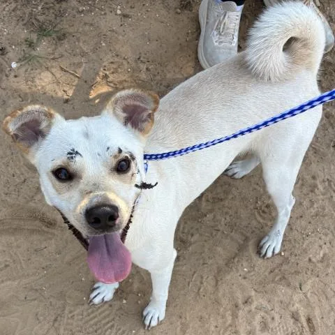 A young medium-sized female Mixed Breed dog named Blueberry Cobbler for adoption in Pensacola, FL