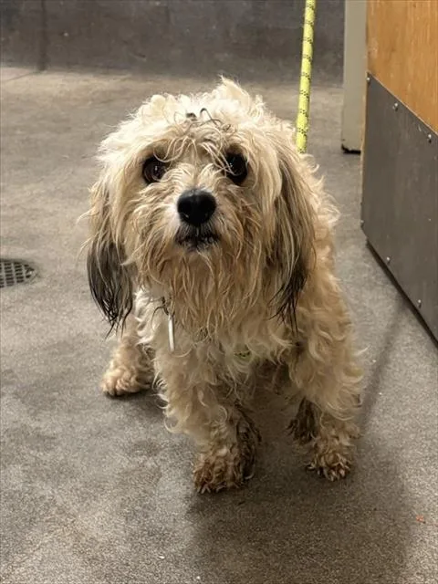A young small-sized male Havanese dog named Parker for adoption in Upper Marlboro, MD