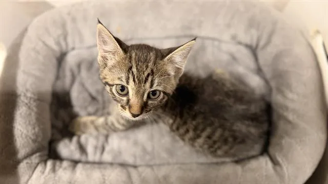 A baby small-sized female Domestic Short Hair cat named A for adoption in Modesto, CA